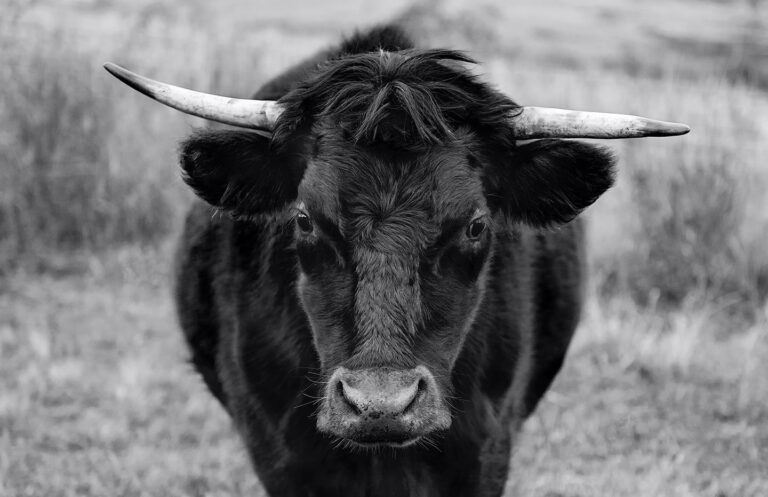 bull