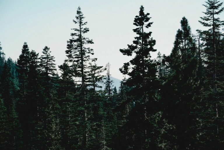 h thalia ruiz xd93Thhq42w unsplash